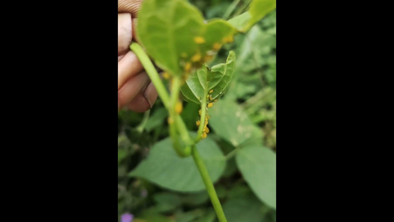 മുഞ്ഞ😮|Oleander aphid|Aphis nerii|Aphididae family|Insects #insect #insects #aphid #aphids