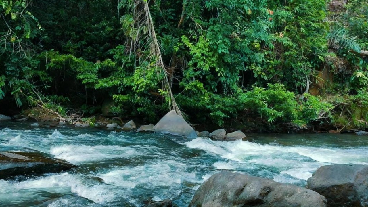 Serene Forest River Sounds 🌿 White Noise for Calm