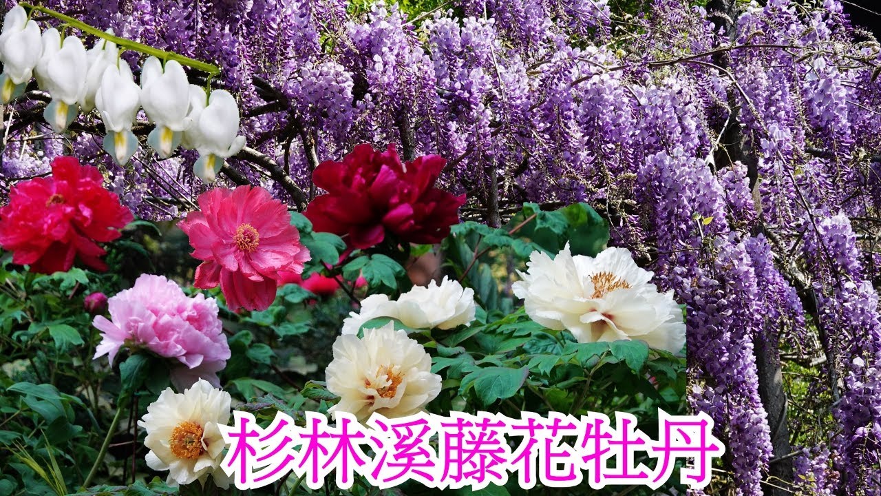Wisteria & Paeonia suffruticosa  ~ 杉林溪紫藤花浪漫爆棚 * 杉林溪牡丹花季 荷包牡丹首度亮相 * 鳳蝶舞大島櫻