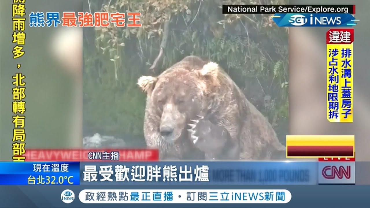 熊界肥宅爭霸戰! 阿拉斯加國家公園舉辦"選美賽" 冠軍棕熊胖到肚皮貼地 "胖熊週"為了喚醒生態保育意識│【國際局勢．先知道】20211007│三立iNEWS