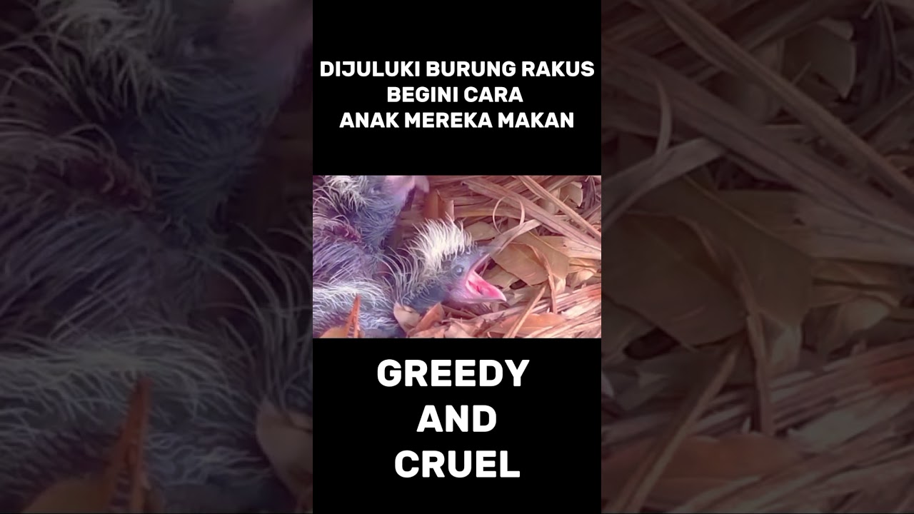 TERNYATA..INI MAKANAN FAVORIT ANAK BURUNG BUTBUT SANG PREDATOR #Wildlife #Animals