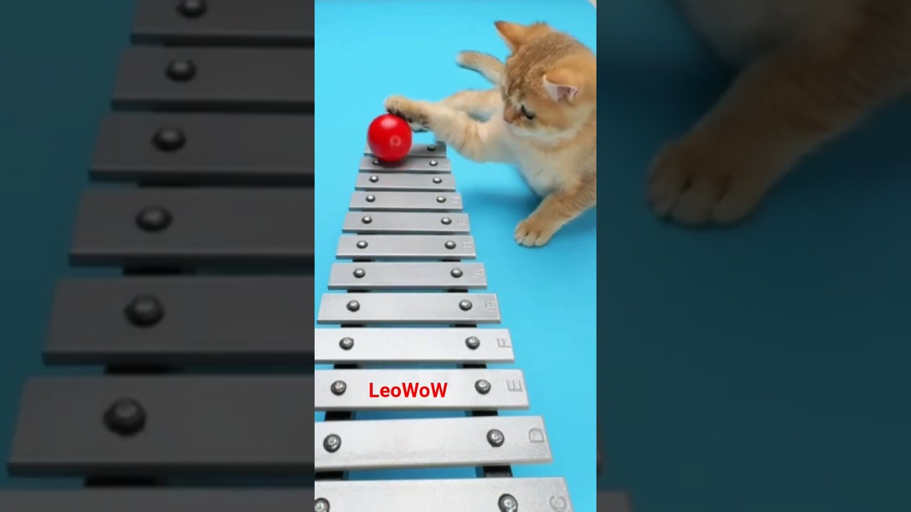 ✨ Tiny Balls, Big Sounds on the Xylophone! 