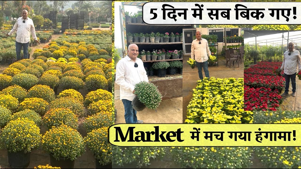 5 दिन में सब बिक गए! ऐसे High Quality गुलदाउदी पौधे पहली बार देखे होंगे 🌼 | Winter Flowers Plants