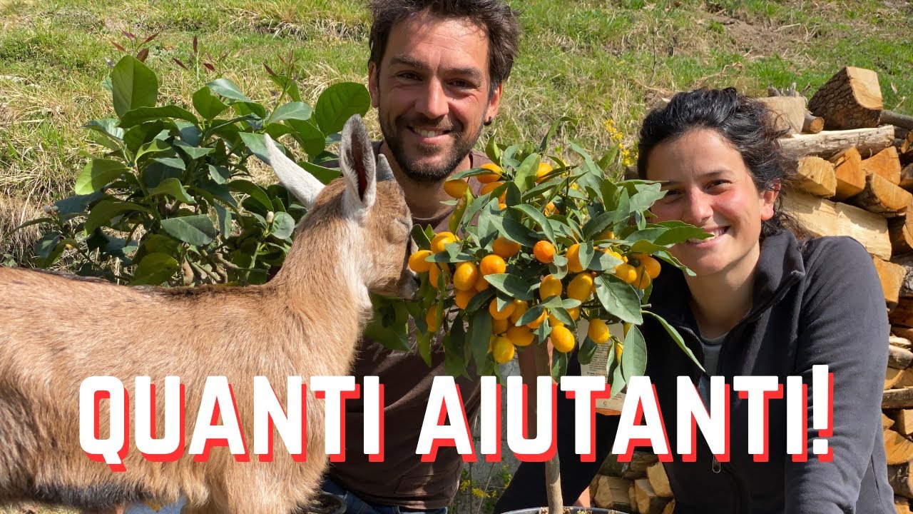 Prepariamo il terreno per i mirtilli, animali, legna, temporale e... - Ep. 547 - Vivere in Montagna