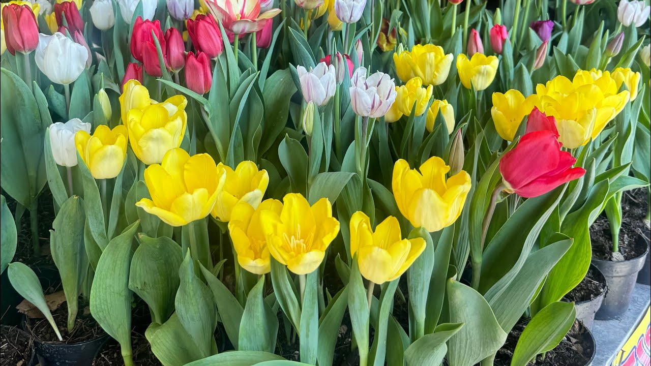 Vlog. 4 Visitando Los Cavazos N.L🌷