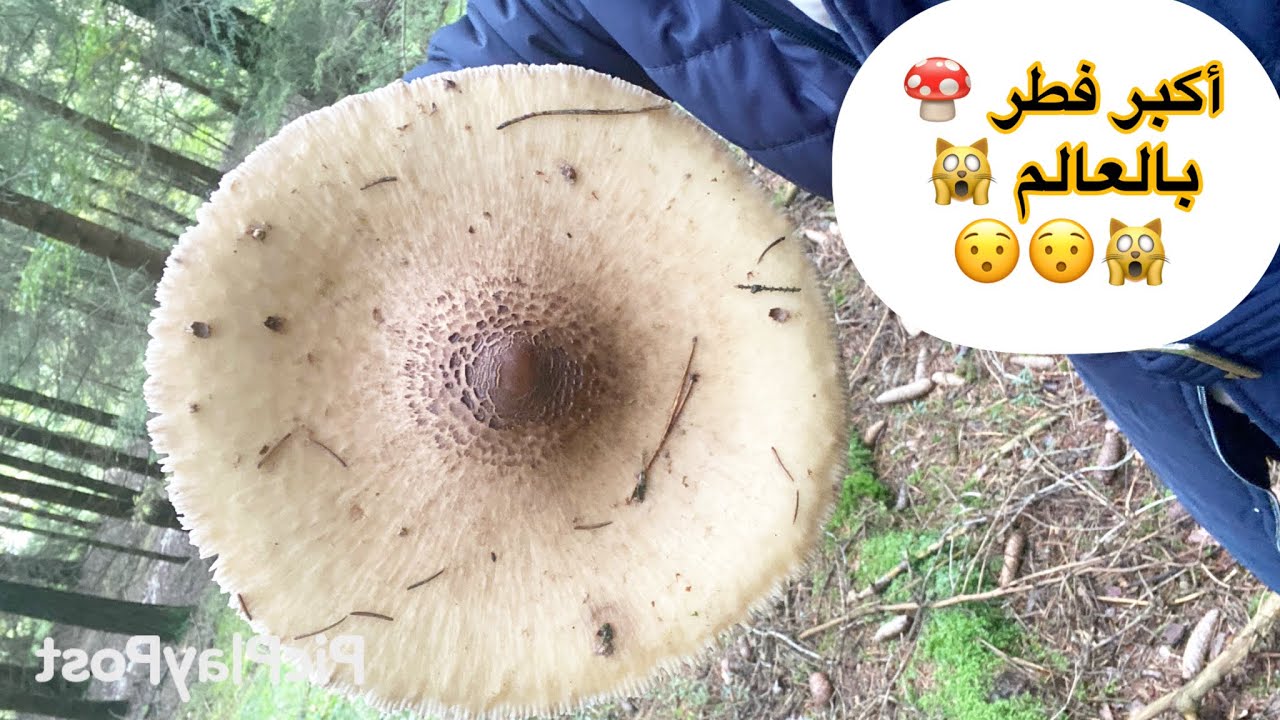 أكبر فطر بالعالم 🍄🍄 رحله البحث عن الفطر 🥰🥰 في الغابات