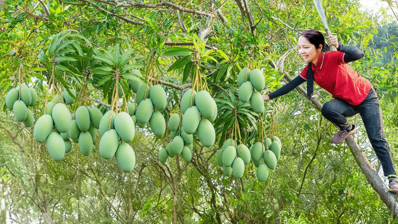 Hanna Harvest Turning Mango: Picking the Sweetest Ripe Fruits at the Perfect Moment