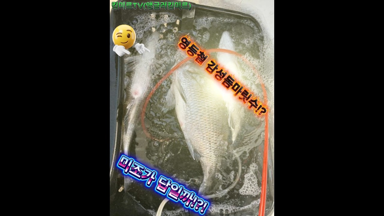 영등철 감성돔 미조가 핫한이유!? 감성돔어자원이다르다! 손맛!눈맛!입맛!마릿수까지!? 회도 삼킬만하네!