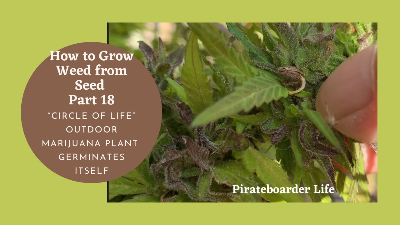 How to Grow Weed from Seed Part 18 &ldquo;Circle of Life&rdquo;...Outdoor Marijuana Plant Germinates Itself!!!