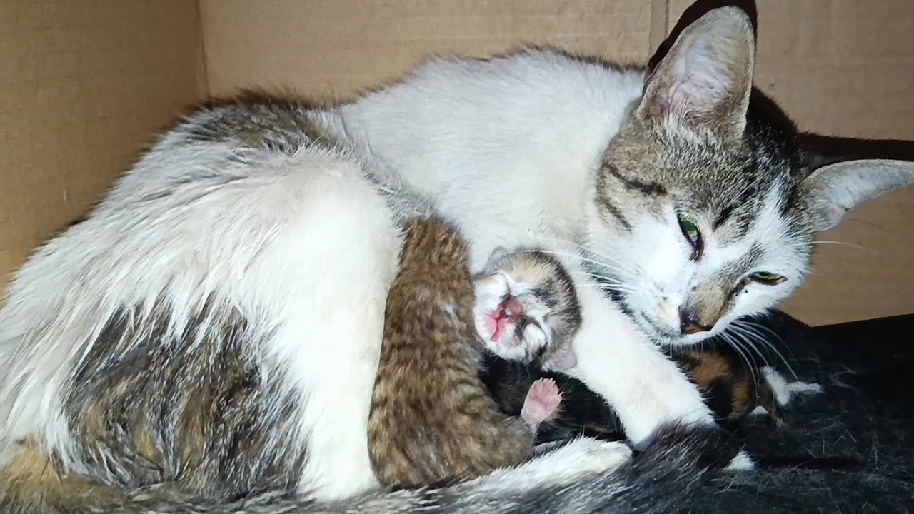 Mother cat gives birth to five kittens of different colors in her first litter