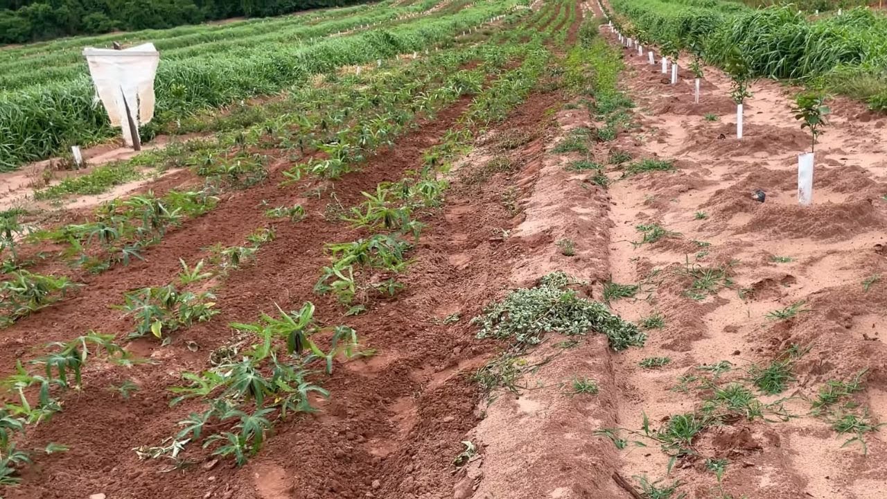 Conciliando o plantio de laranja e mandioca