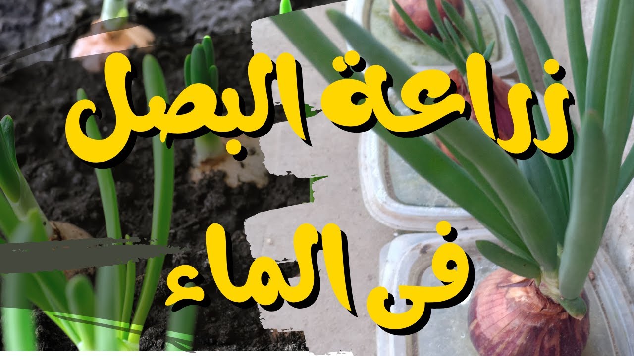 ازرع البصل فى الماء وكل بصل طول السنه