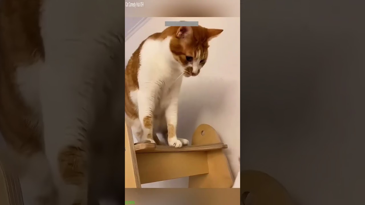 Cat videos 😹 funny cats moments 😻 # Episode 5653