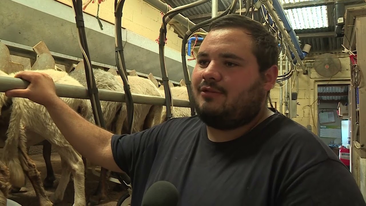 Jeunes agriculteurs : dans le Reginu, Pierre-Nicolas perpétue le métier de berger