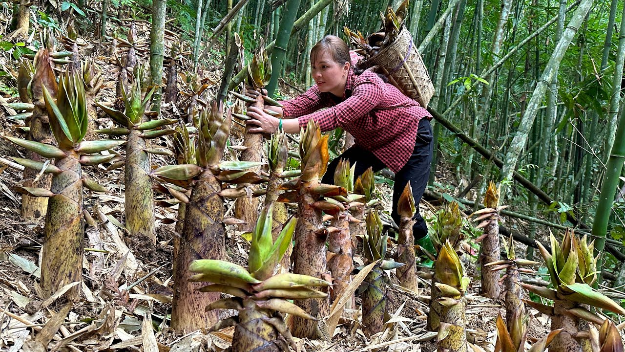Amazing! Harvesting a lot of bamboo shoots in the forest to sell - Cooking | Farm Life 