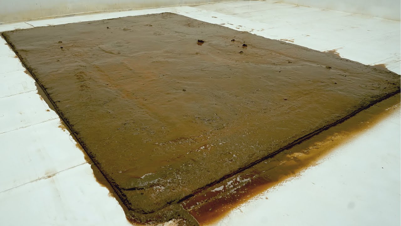 Removing Thick Mud Stains From Rug | Satisfying Carpet Transformation - Carpet Cleaning ASMR