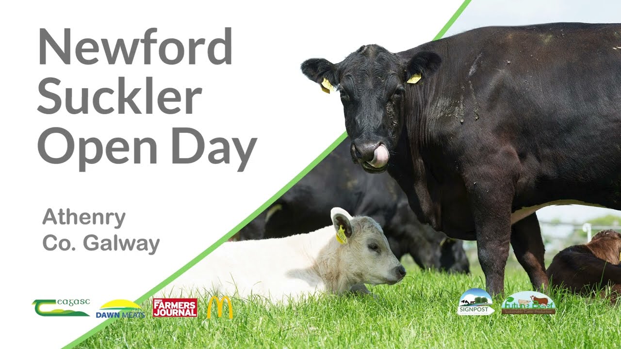 Newford Suckler Open Day - Maternal & Breeding Performance