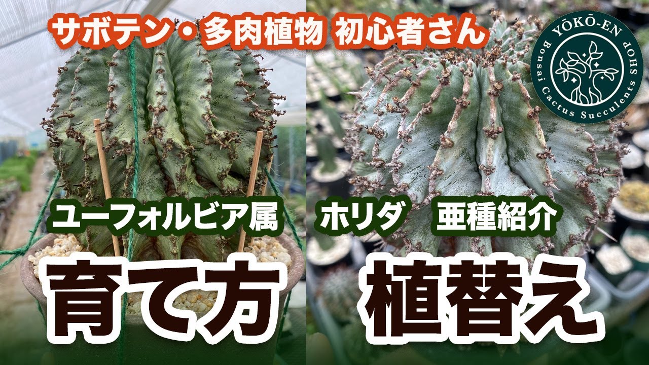 多肉植物ユーフォルビア・ホリダの植え替え、品種のご紹介　2023年７月