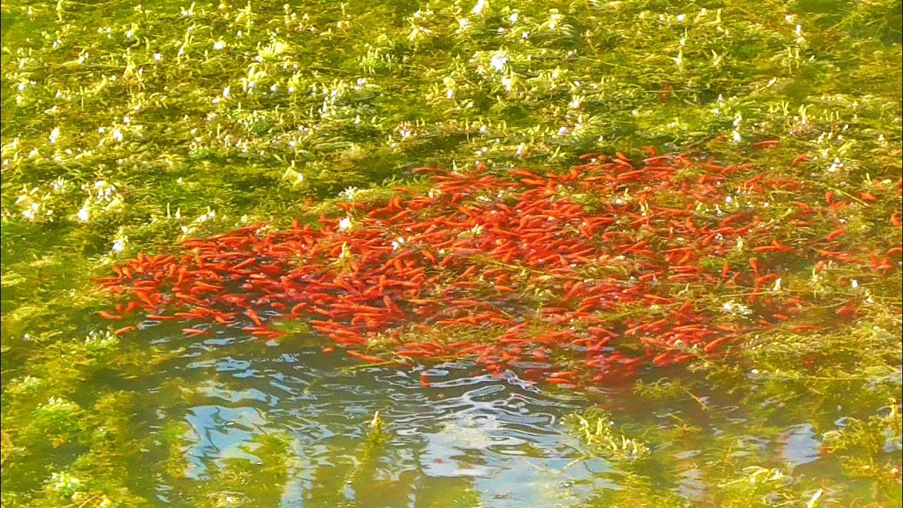 Masih merah!! bukan pemancing kalau gak tergoda lihat ini