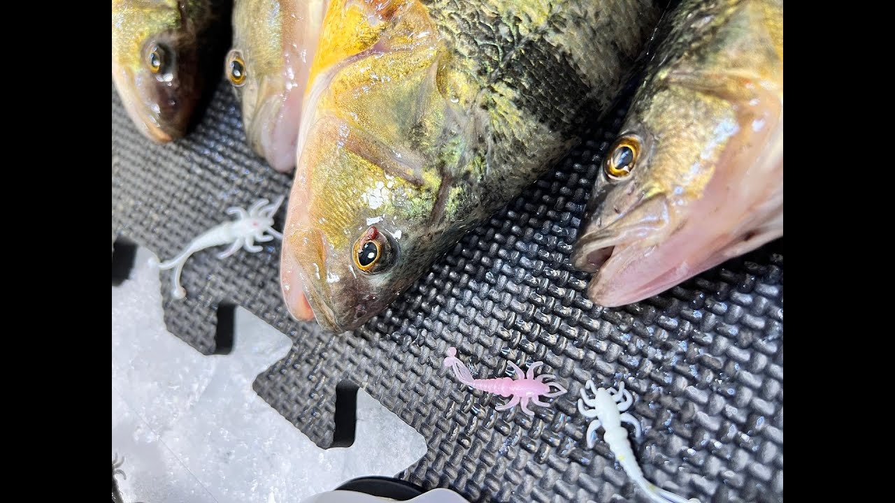 How-to: Ice fish Lake Simcoe Perch (catch the BIGGEST PERCH of your life!) #lakesimcoe #jumboperch