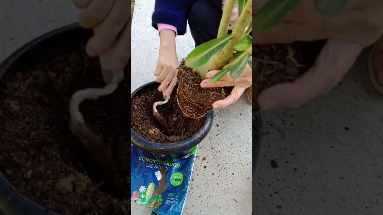 Como fazer um jardim na roça 