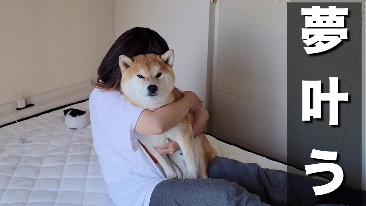 我が家(赤ちゃん・柴犬・夫婦)の問題解決したら夢が一つ叶いました