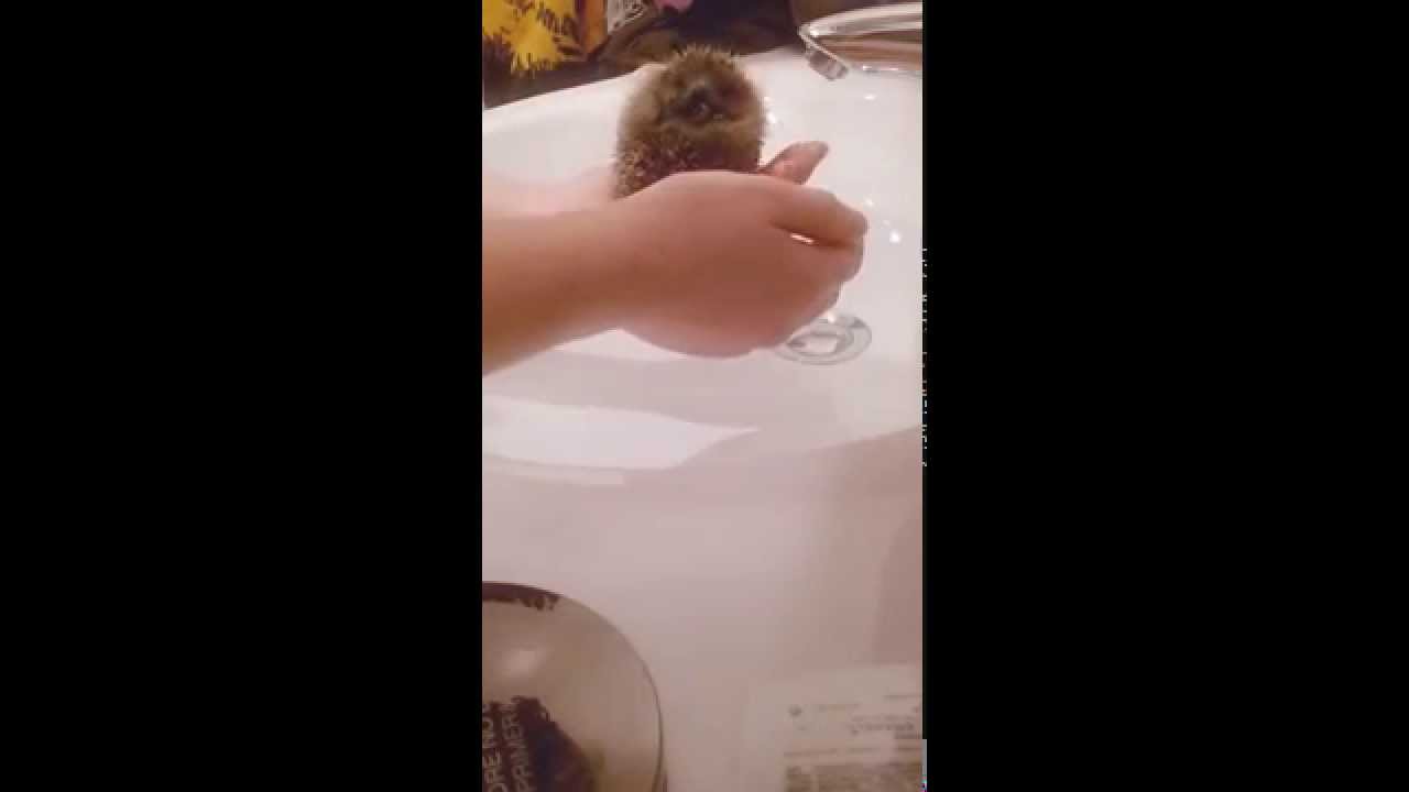 Laver un hérisson