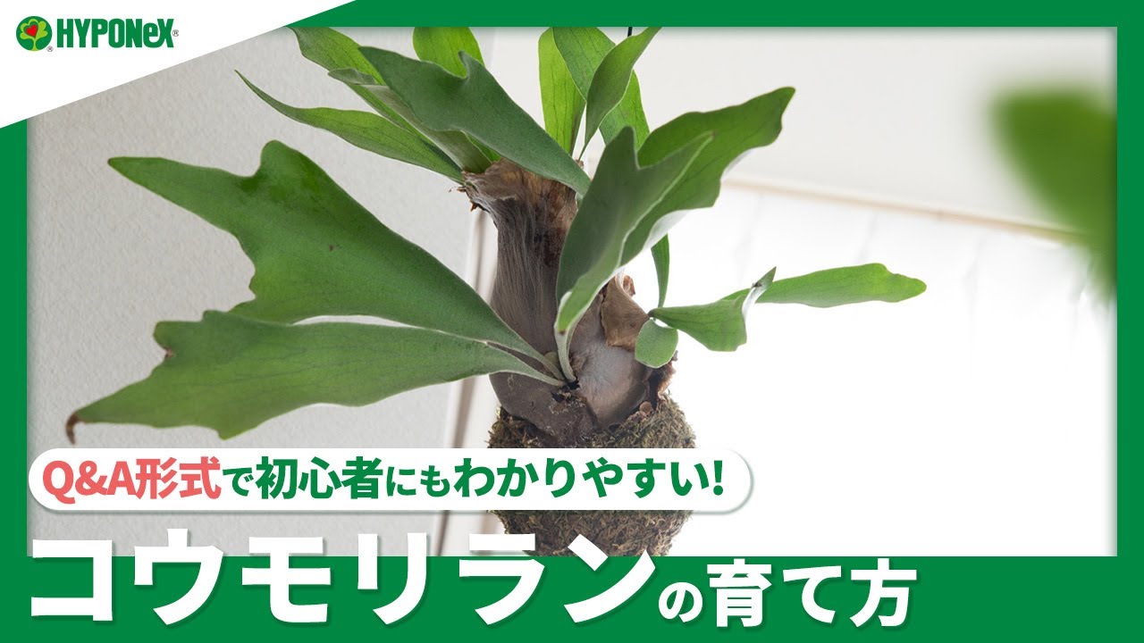 ☘105：コウモリランの育て方｜どんな場所で育てたらよいの？苔玉のやり方は？水やりや肥料の与え方などもご紹介【PlantiaQ&A】植物の情報、育て方をQ&A形式でご紹介