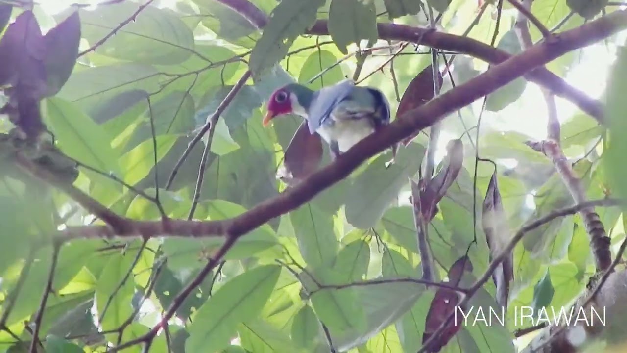 Burung Walik Jambu
