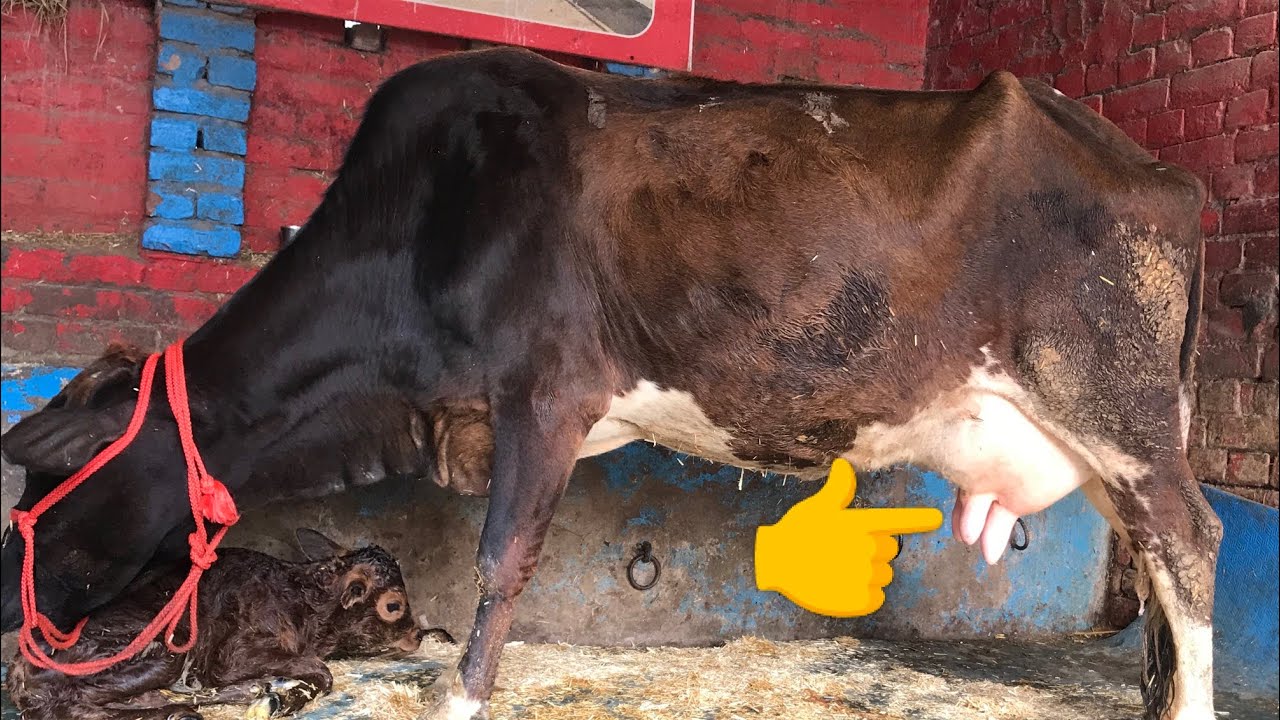 9501296185  cow for sale ਗਾ ਸੇਲ 👍👍