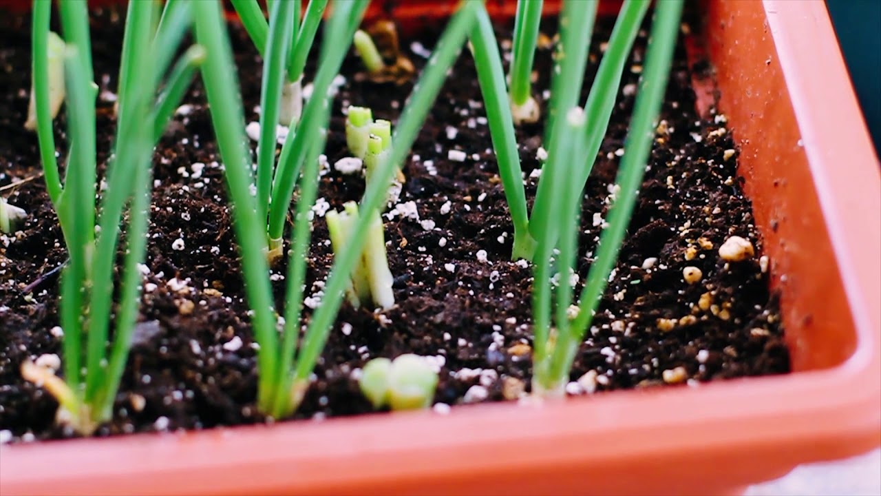 Growing CHIVES from scraps in a Container