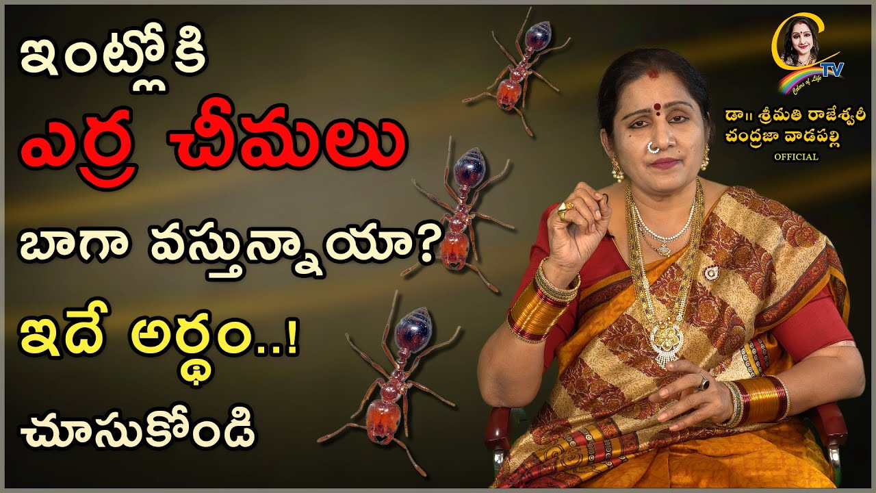 ఇంట్లోకి ఎర్ర చీమలు బాగా వస్తున్నాయా?  ఇదే అర్థం..! చూసుకోండి | Ctv colors of life