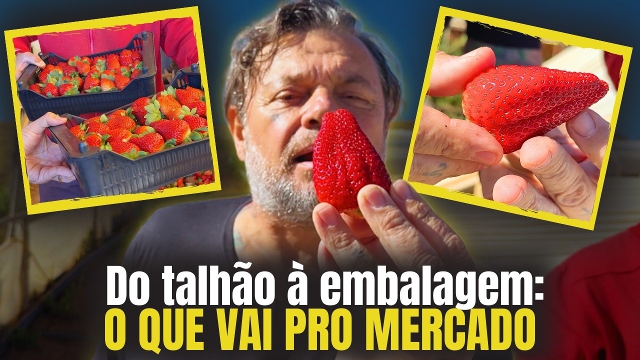 SEGREDOS DO MORANGO PERFEITO: FRIO, BIOLÓGICOS, GOTEJO E FIRMEZA! 🍓