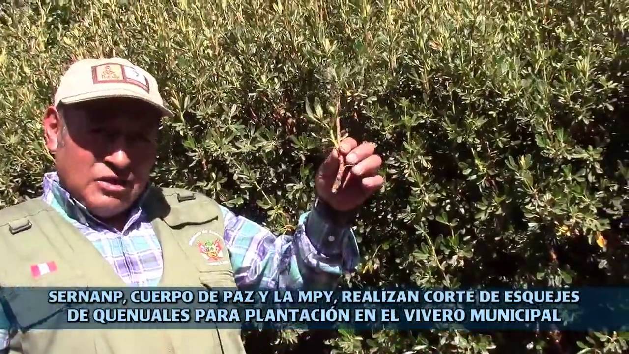 ⓎⓊⓃⒼⒶⓎ ► CORTE DE ESQUEJES DE QUENUALES PARA EL VIVERO MUNICIPAL DE YUNGAY