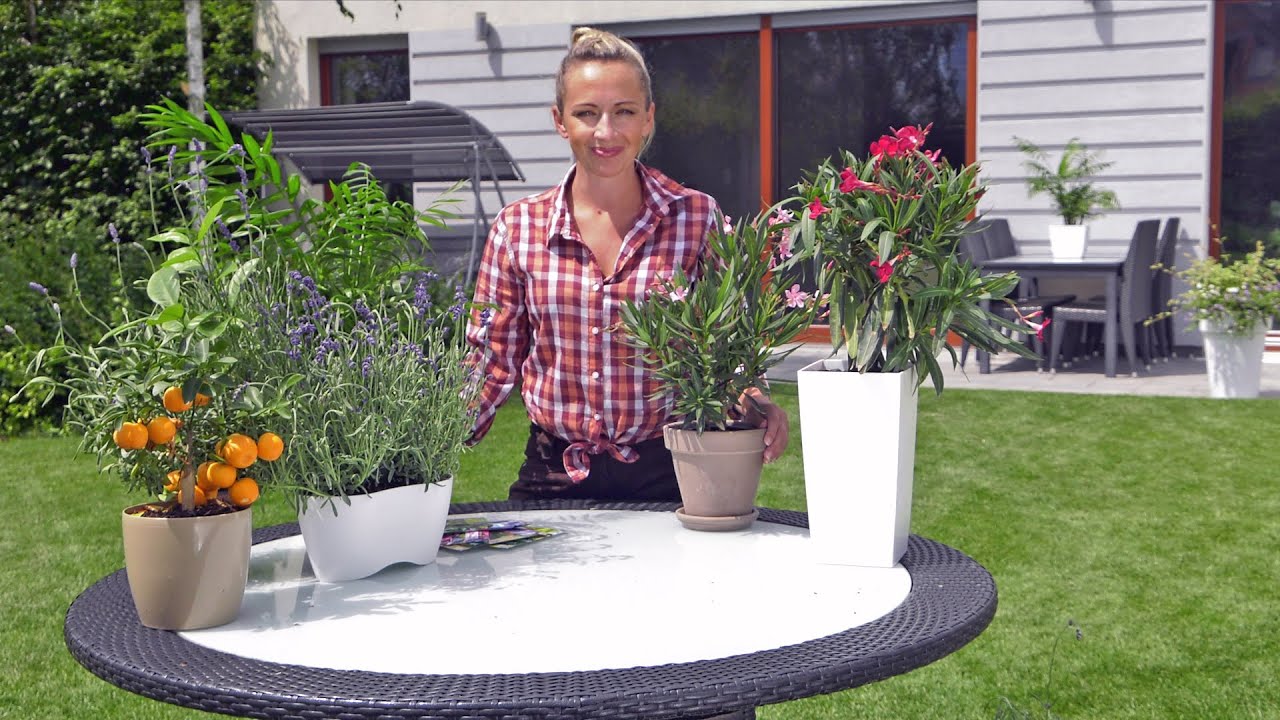 Oleander, lawenda, bugenwilla - rośliny na balkon i taras - śródziemnomorskie