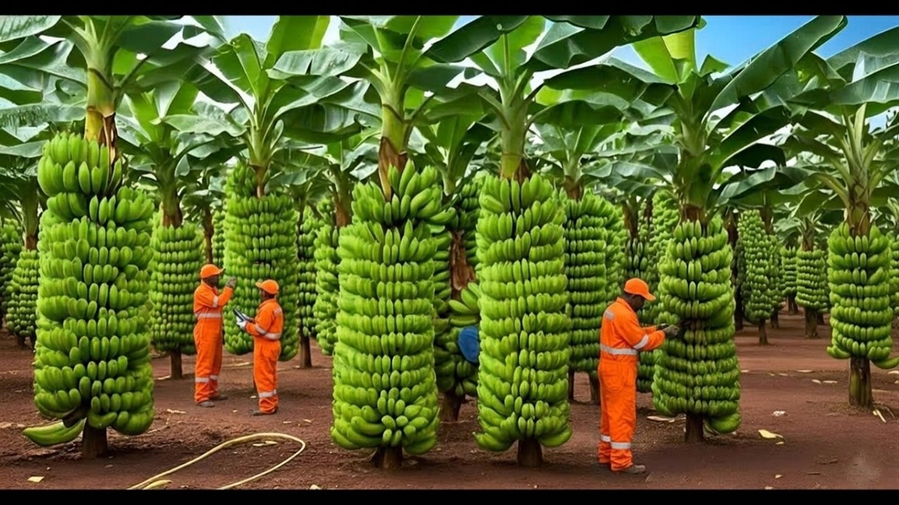 Nhà máy sản xuất khoai tây chiên chuối quy mô lớn Chế biến hàng triệu quả chuối bằng công nghệ hiện