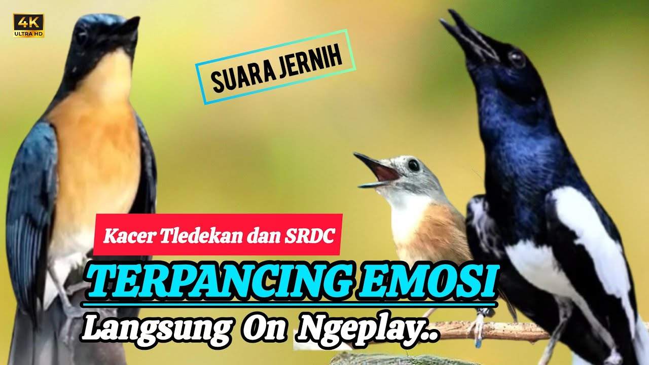 TERBUKTI AMPUH, MERANGSANG EMOSI TLEDEKAN GUNUNG, SRDC DAN KACER