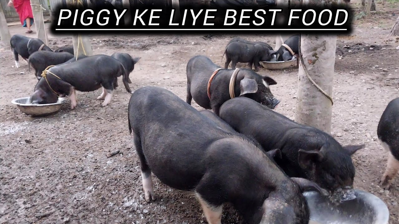 Piggy ke liye best food ye hy