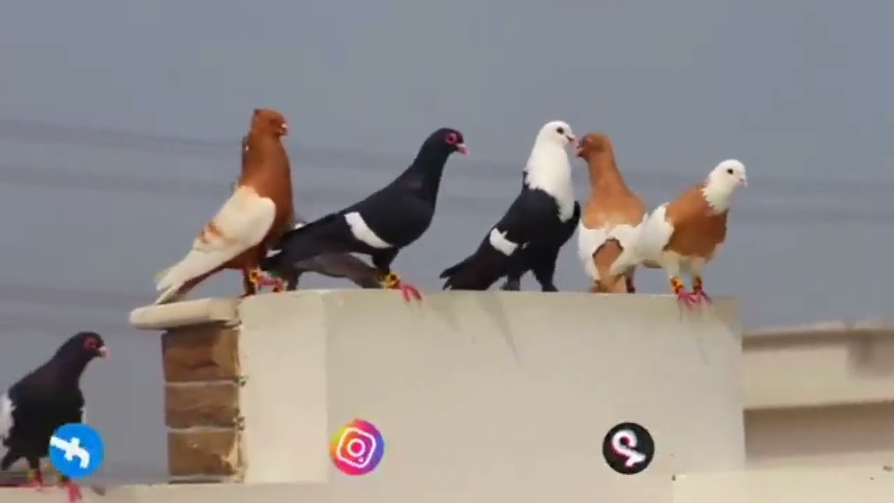 #mashallah #pigeon!! MashAllah♥️ Kiya kmal🌹 set hai♥️♥️ MashAllah 😘