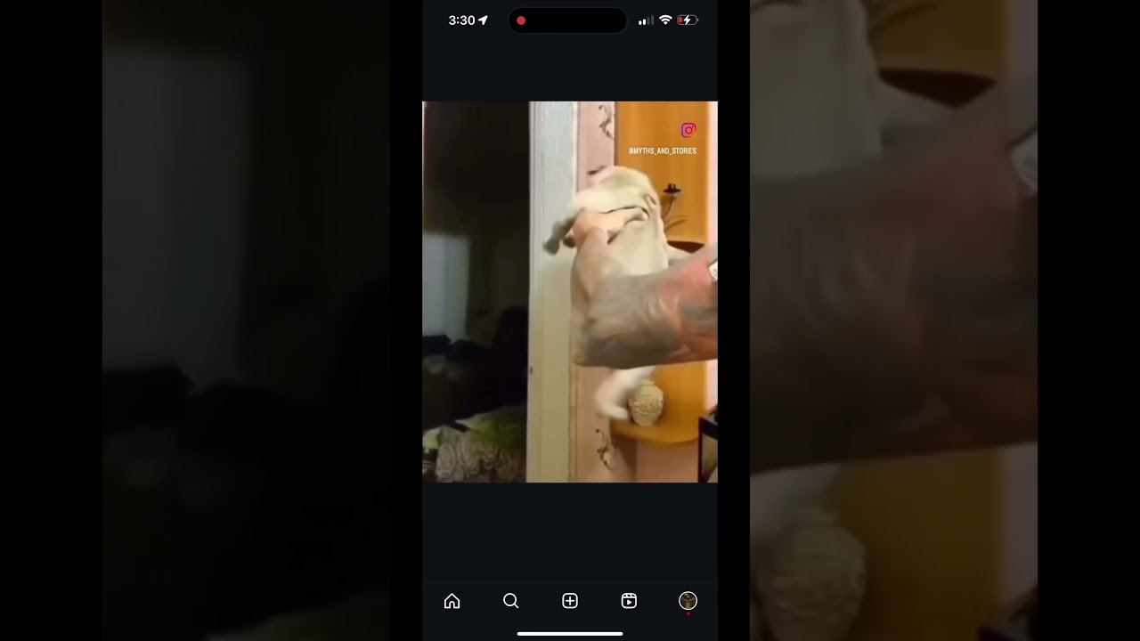 Get this Pug a Record Deal!!! #numetal #metal #dog #pug #singer