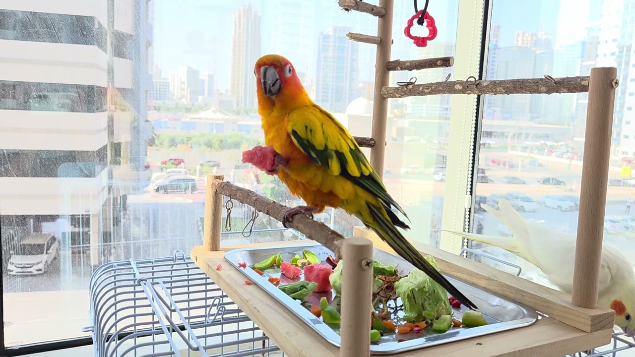 watch my birds enjoy their snack ❤️