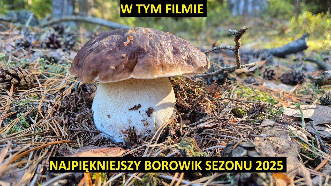 SZOK😮🍄 TAKICH PRAWDZIWKÓW SIĘ NIE SPODZIEWAŁEM🍄 NIESAMOWITE GRUBE BOROWIKI 🍄 GRZYBOBRANIE GRZYBY2025