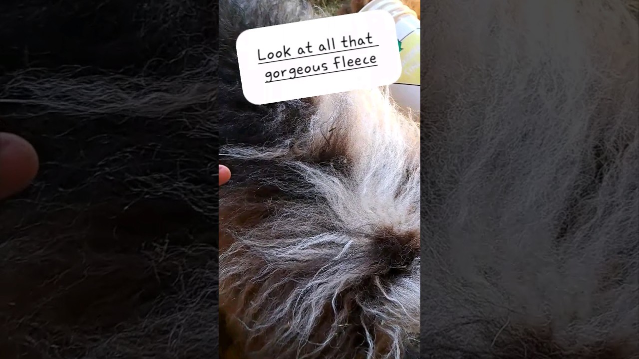 Sheep Gets A Haircut | Small Farm Life 