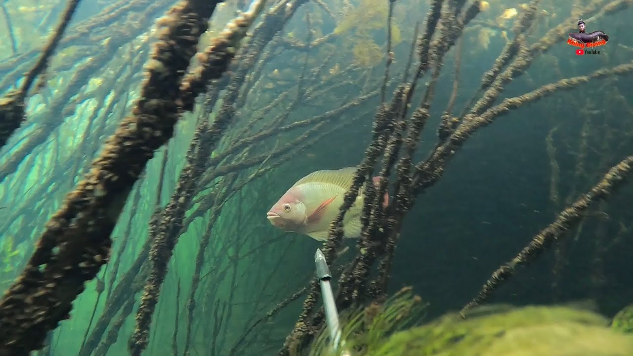 EP.208 ดำน้ำยิงปลานิล ชะโดผัดพริกเกลือ Spearfishing thailand