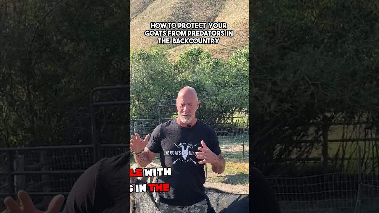How do you keep your goats safe from predators while hunting in the backcountry? 🐻🐺