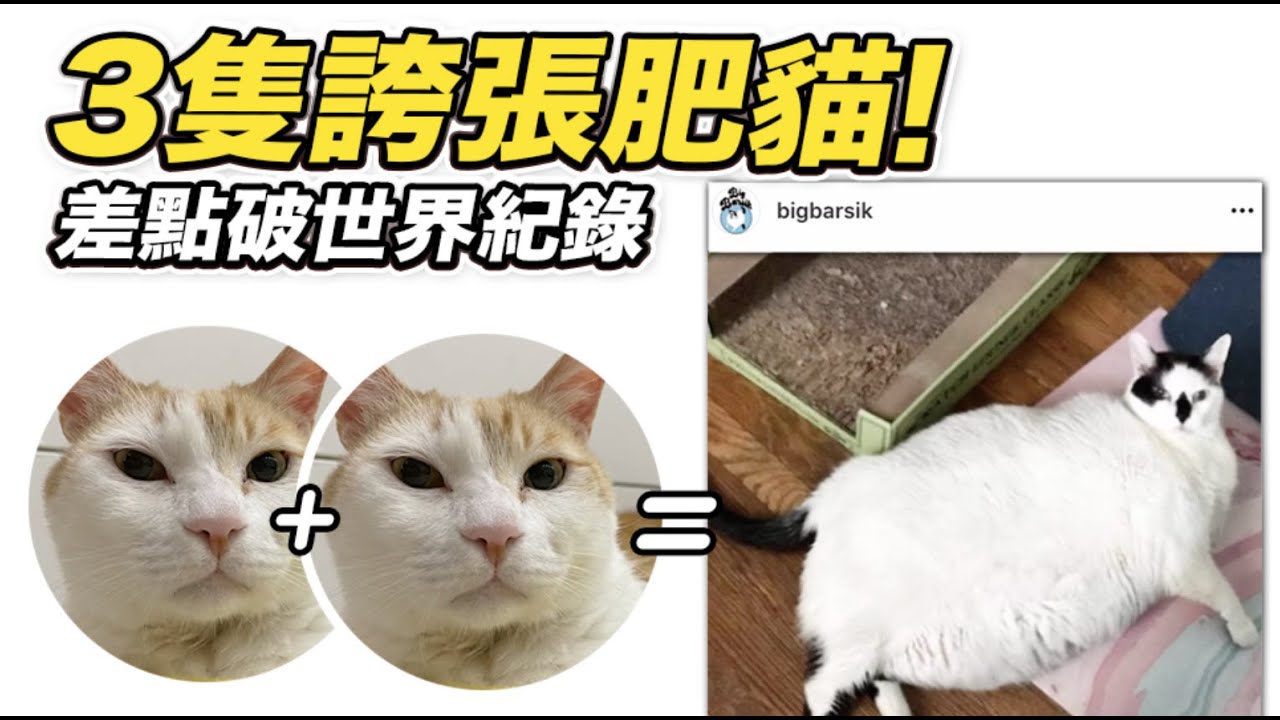 【3隻誇張肥貓！差點破世界紀錄！】志銘與狸貓