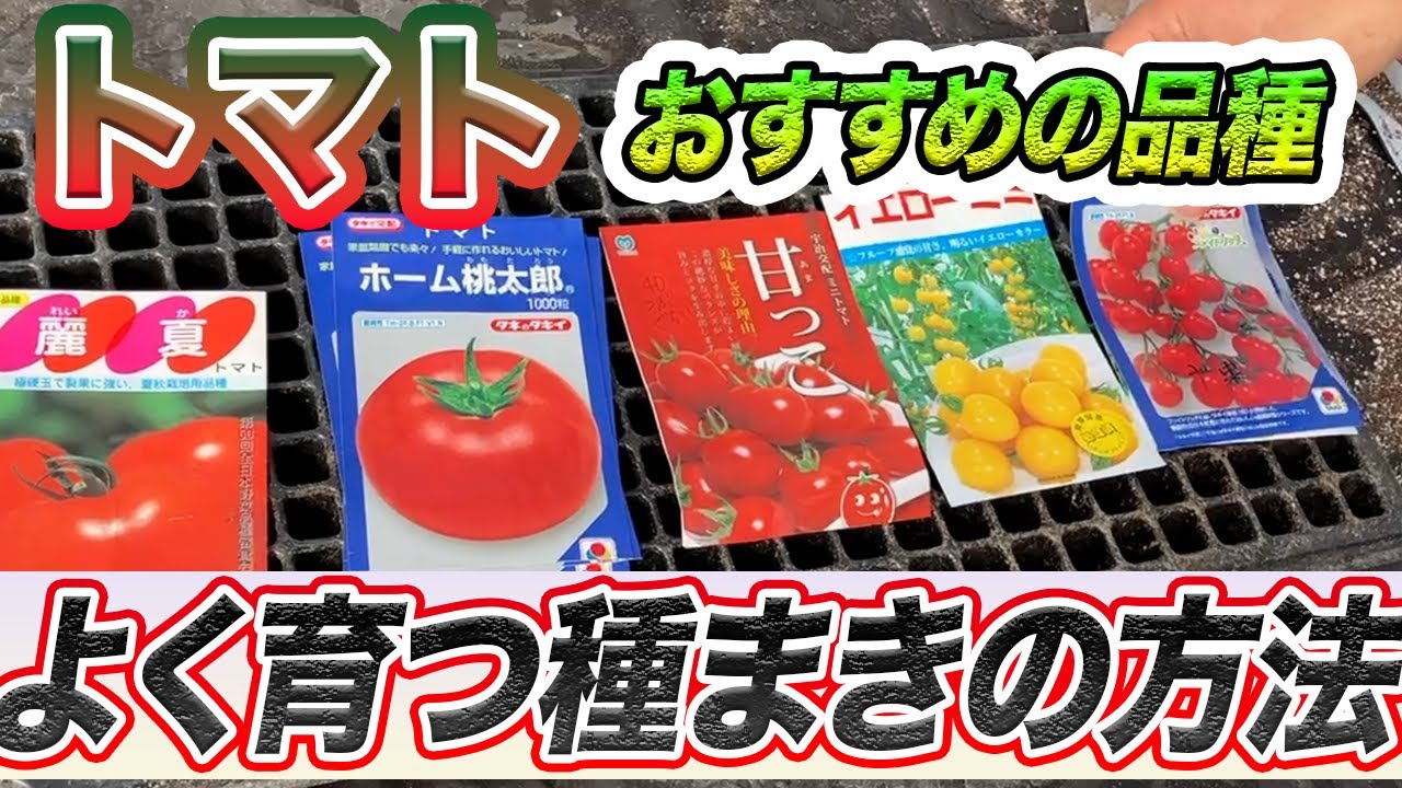 【トマト】育つ「種まき」の方法。僕が植える品種についても紹介