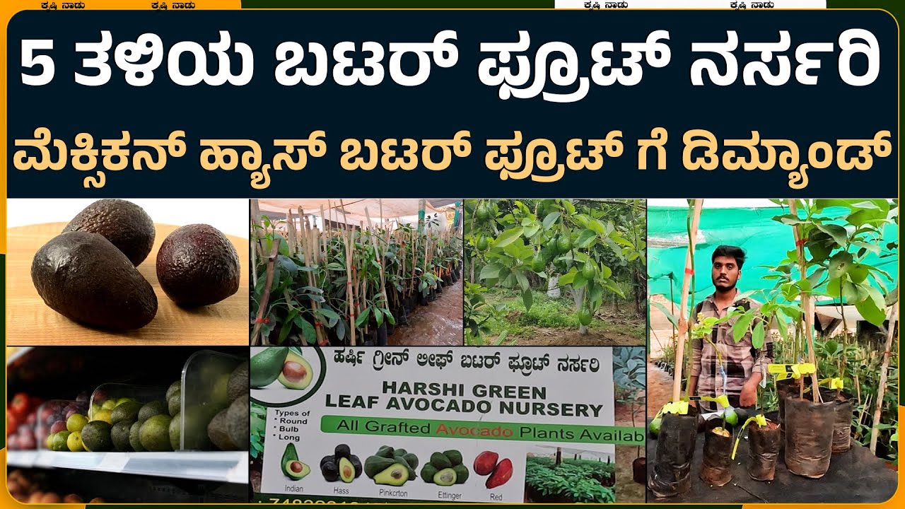 ಮೆಕ್ಸಿಕನ್ ಹ್ಯಾಸ್ ಜೊತೆಗೆ 5ಬಗೆಯ ಬಟರ್ ಫ್ರೂಟ್ ನರ್ಸರಿ | Avacado nursery | 7483281845 | Butterfruit
