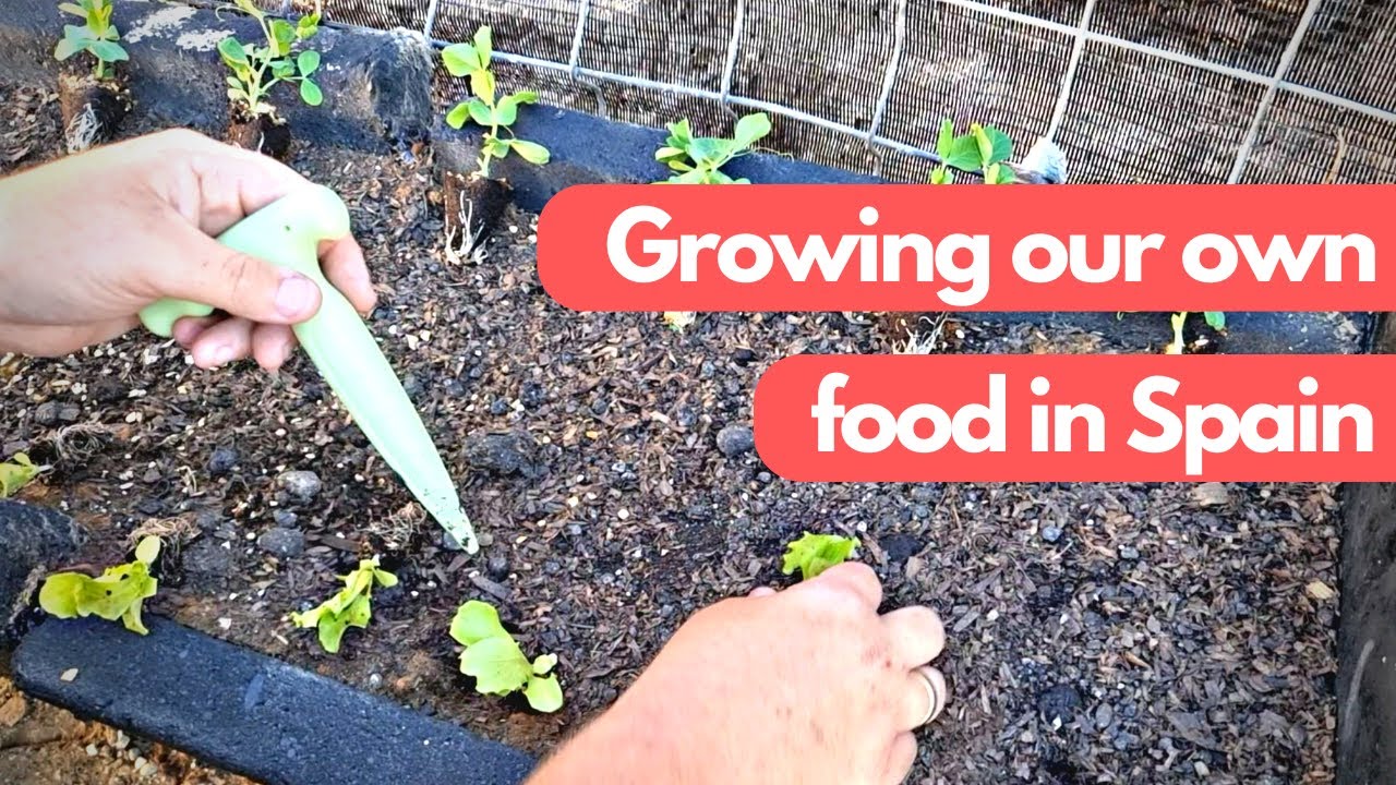 Episode 17 -  Starting to grow our own food in Spain -  Homestead grown food.
