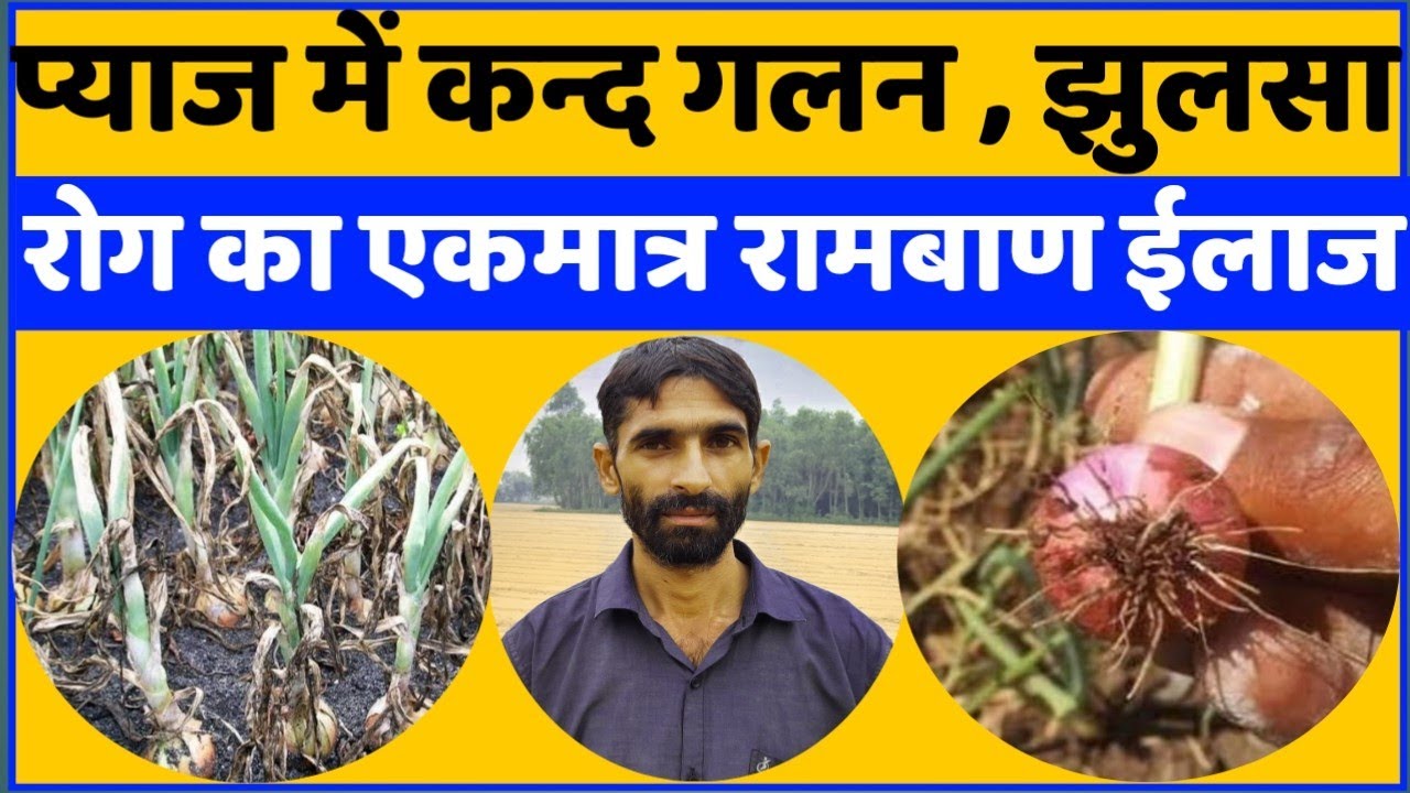 प्याज में कंद गलन,झुलसा, पीलापन रोग की दवाई। प्याज़ में फंगस की दवा।pyaj ka size kaise badhaen